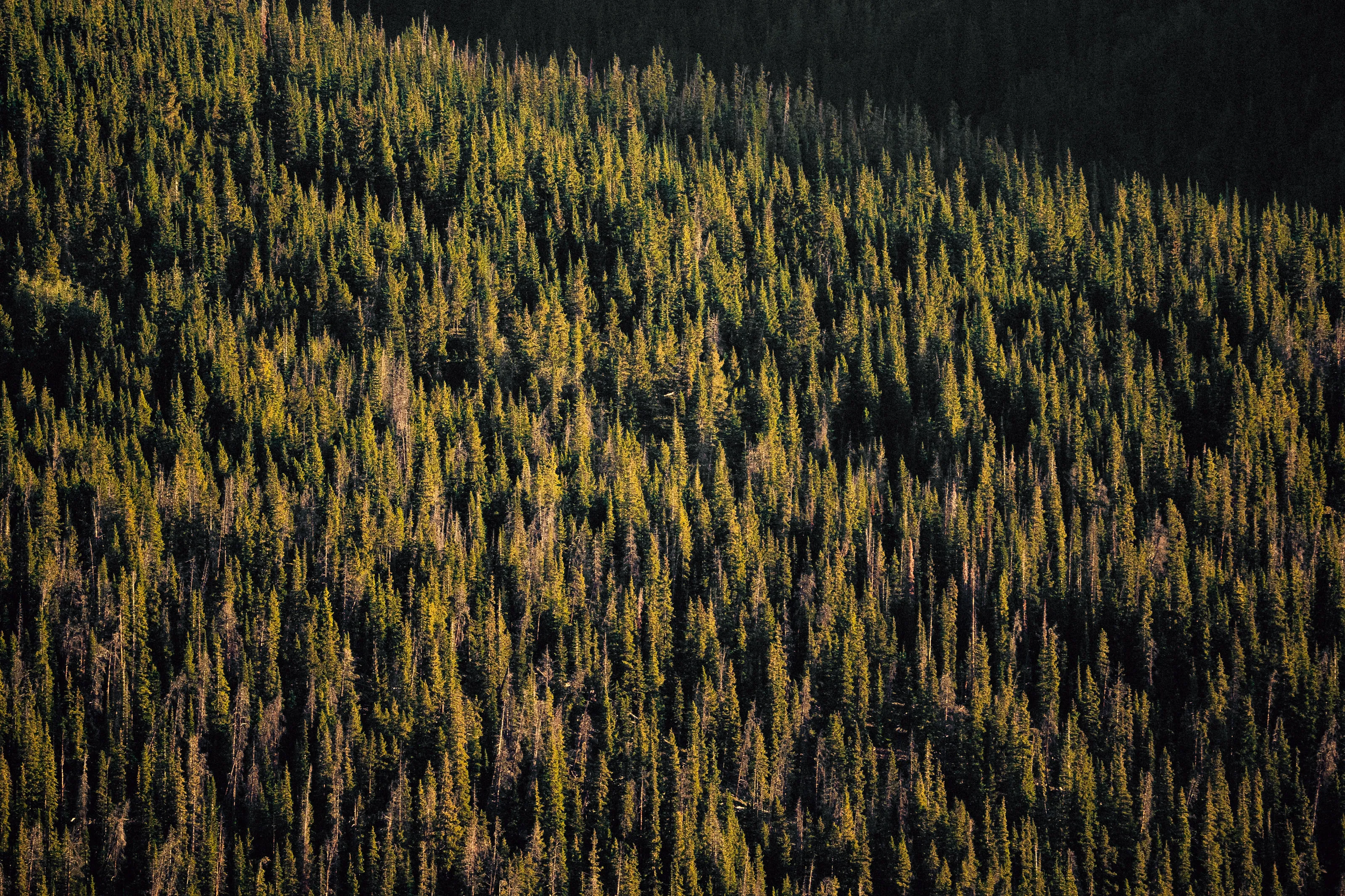 A hillside of dark pines, compressed into texture by a long lens.