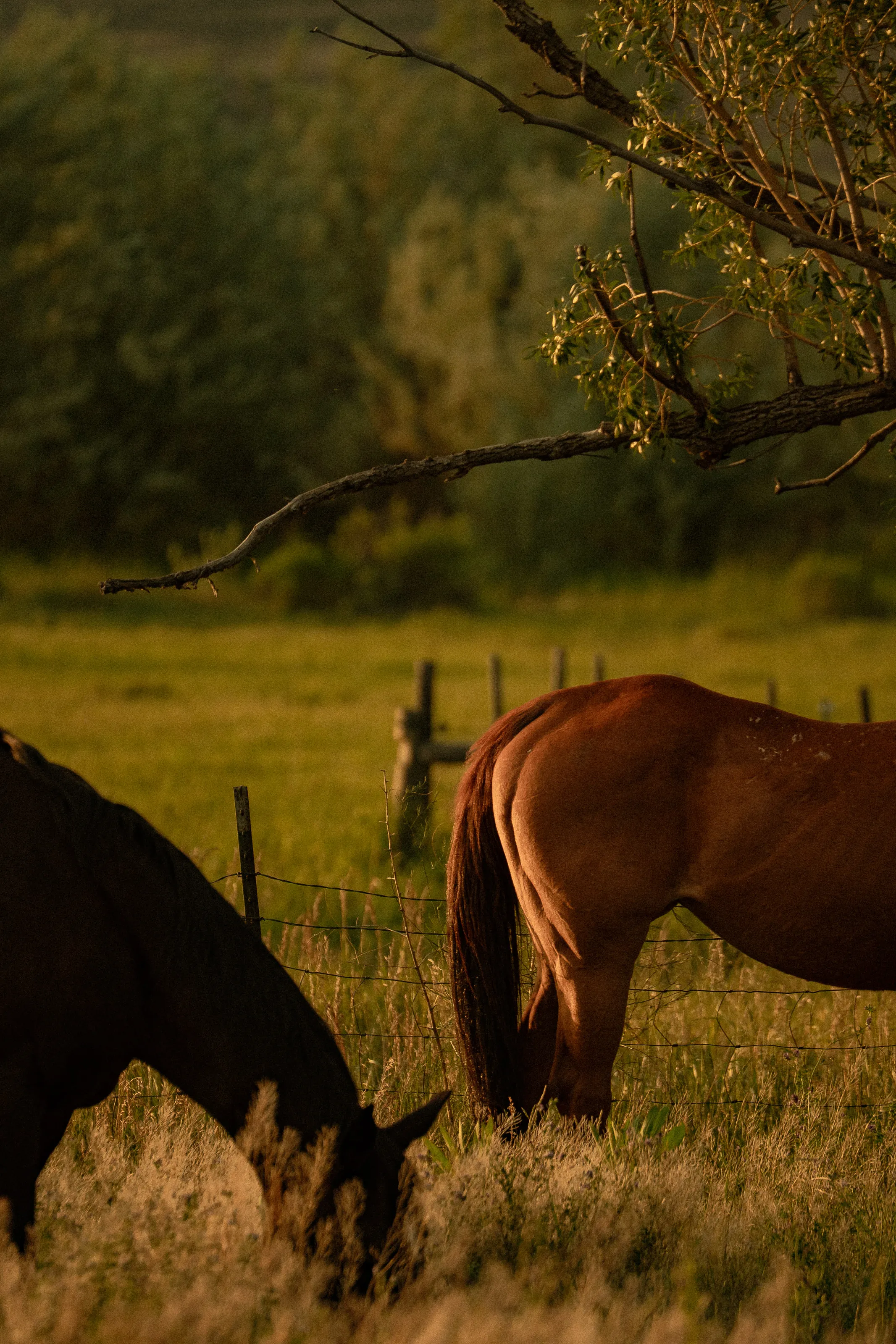 Two horses graze in a golden meadow by a wire fence.